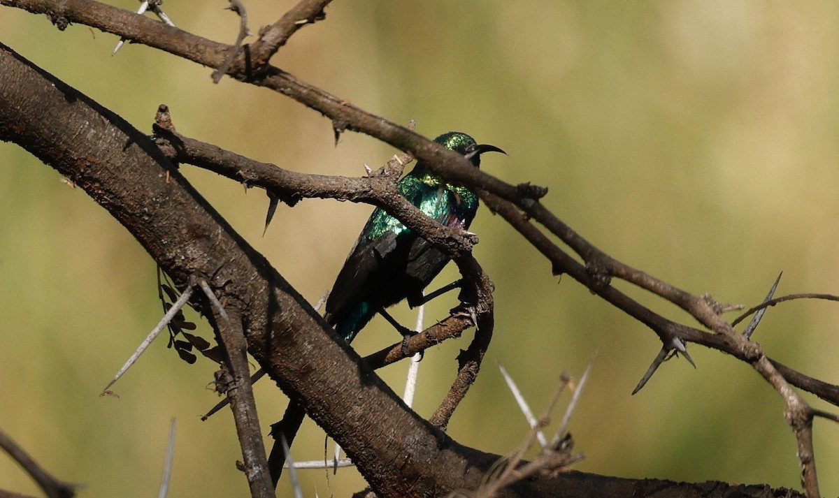 Purple-banded Sunbird - ML641908861