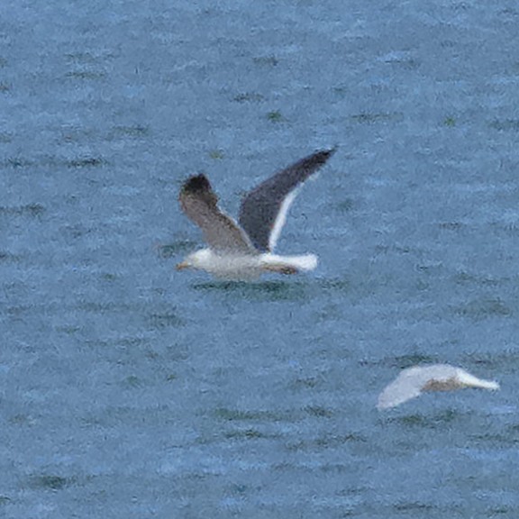 Бэсрэг цахлай - ML641908874