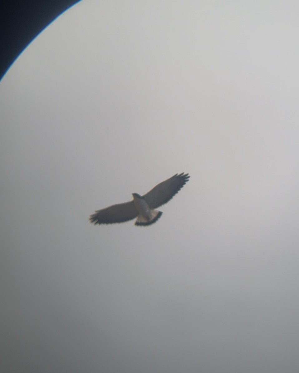 Variable Hawk - ML641908888