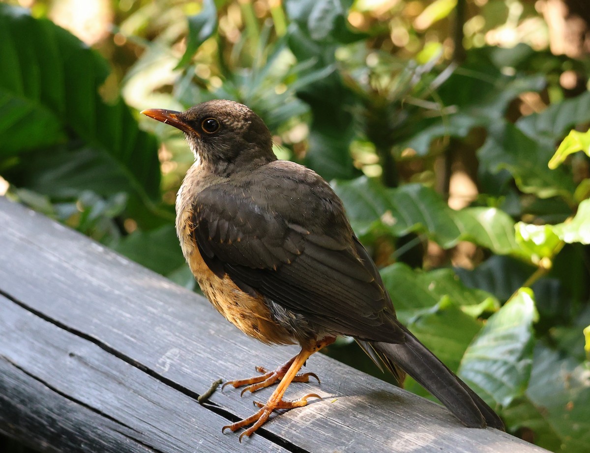 Abyssinian Thrush - ML641908892