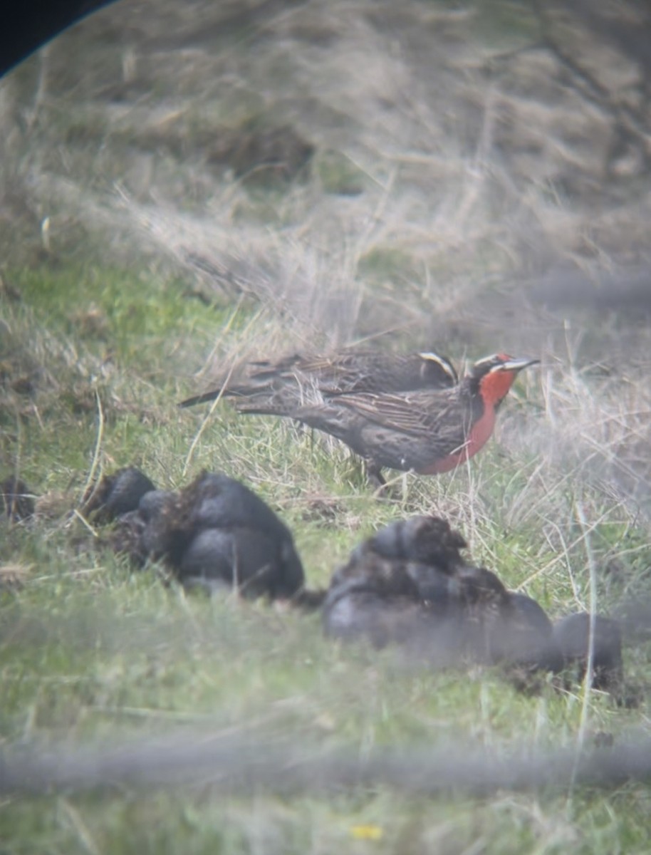 Long-tailed Meadowlark - ML641908907