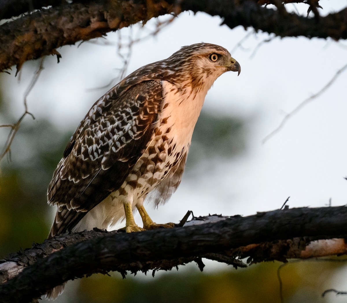 Red-tailed Hawk - ML641908908