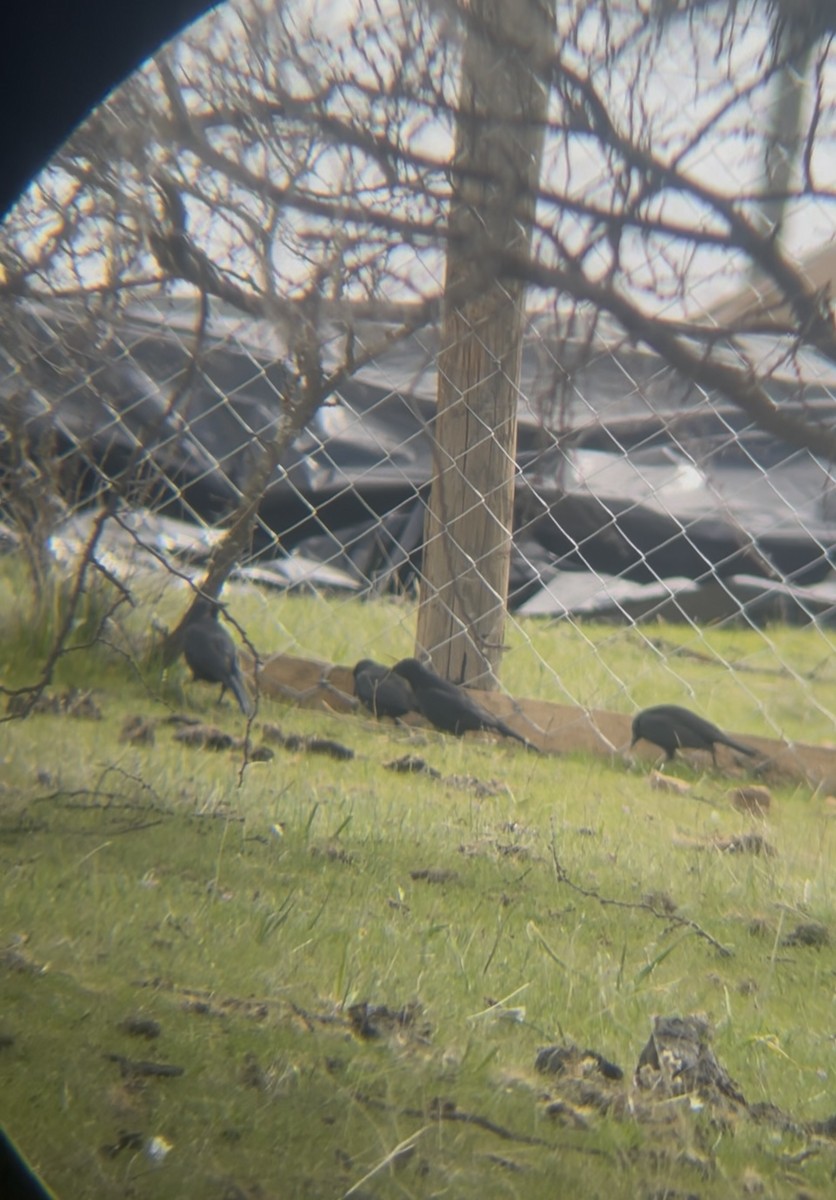 Austral Blackbird - ML641908911