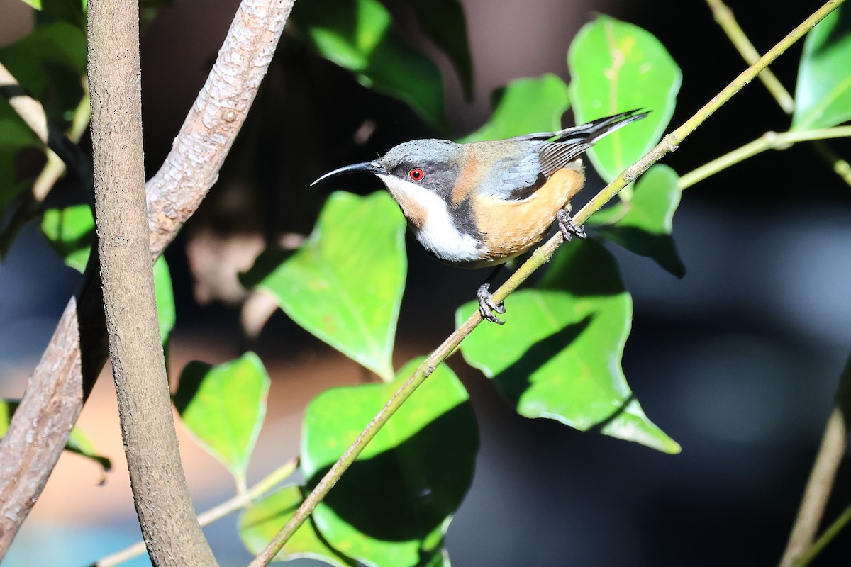 Eastern Spinebill - ML641908913