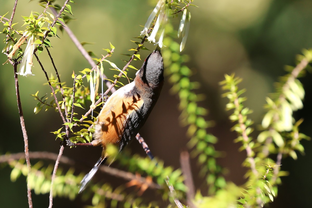 Eastern Spinebill - ML641908918