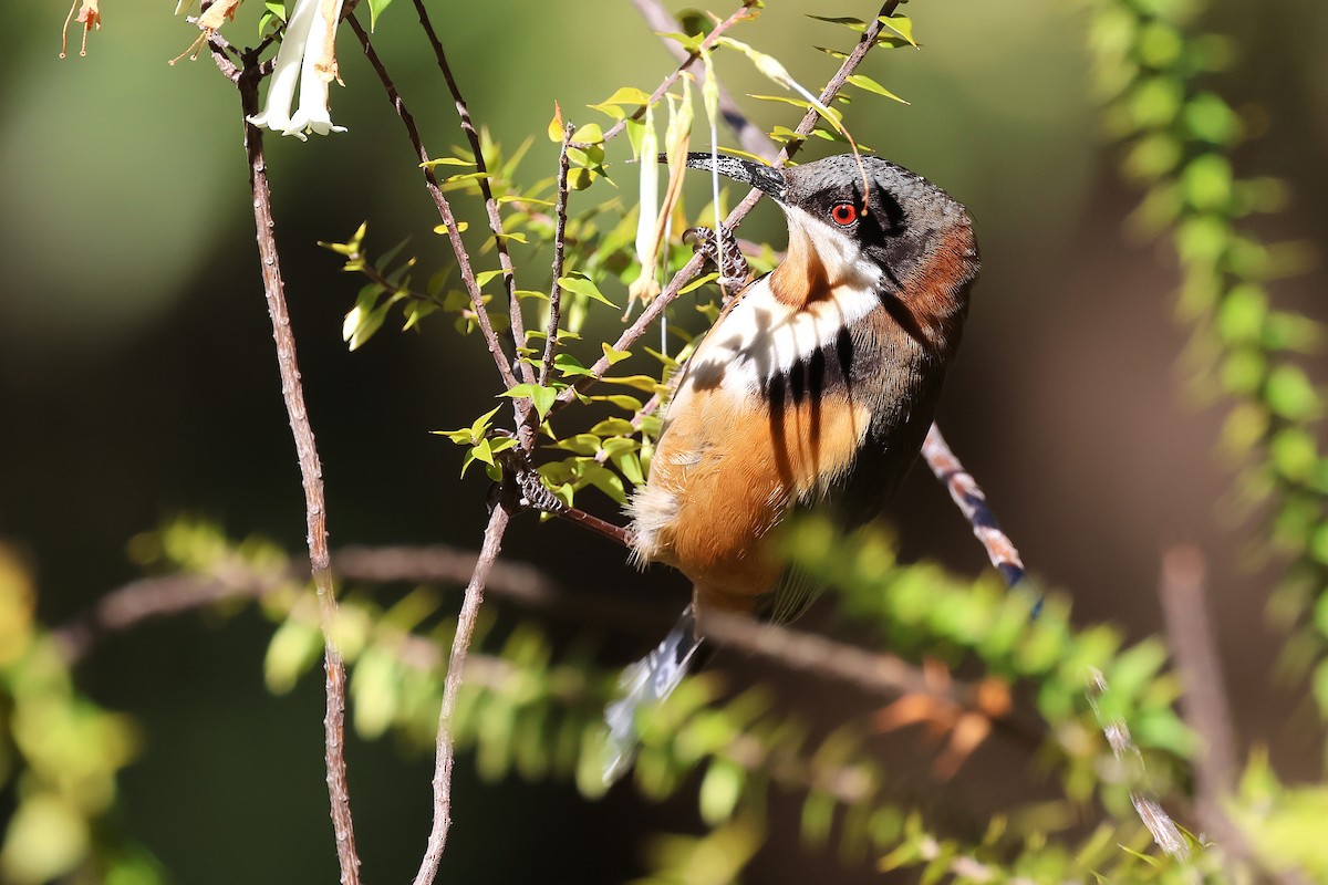 Eastern Spinebill - ML641908919