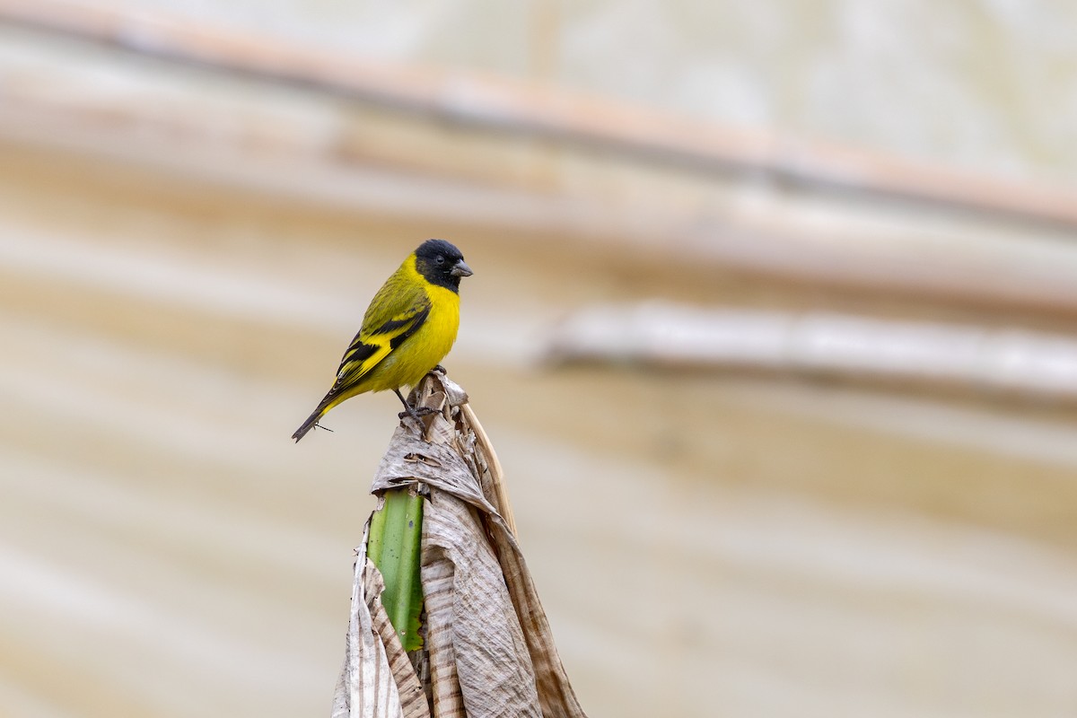 Hooded Siskin - ML641908931