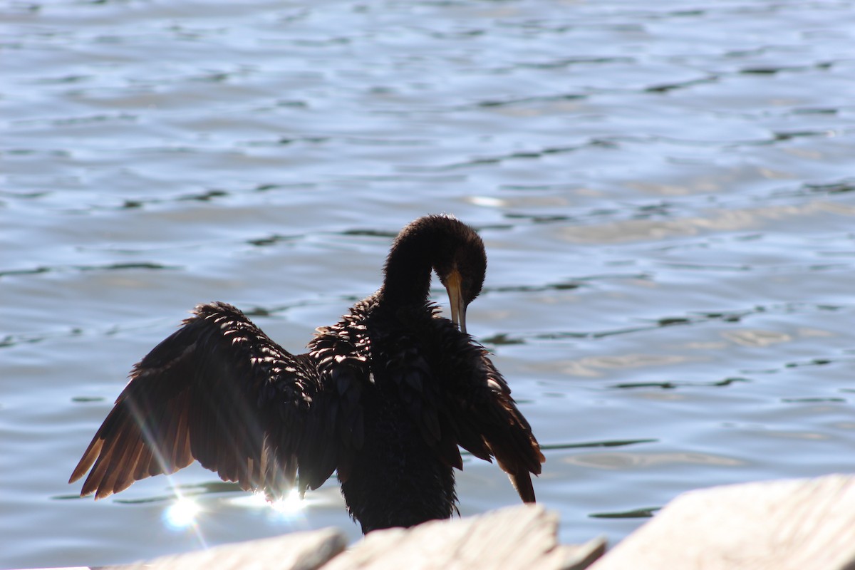 Neotropic Cormorant - ML641908932