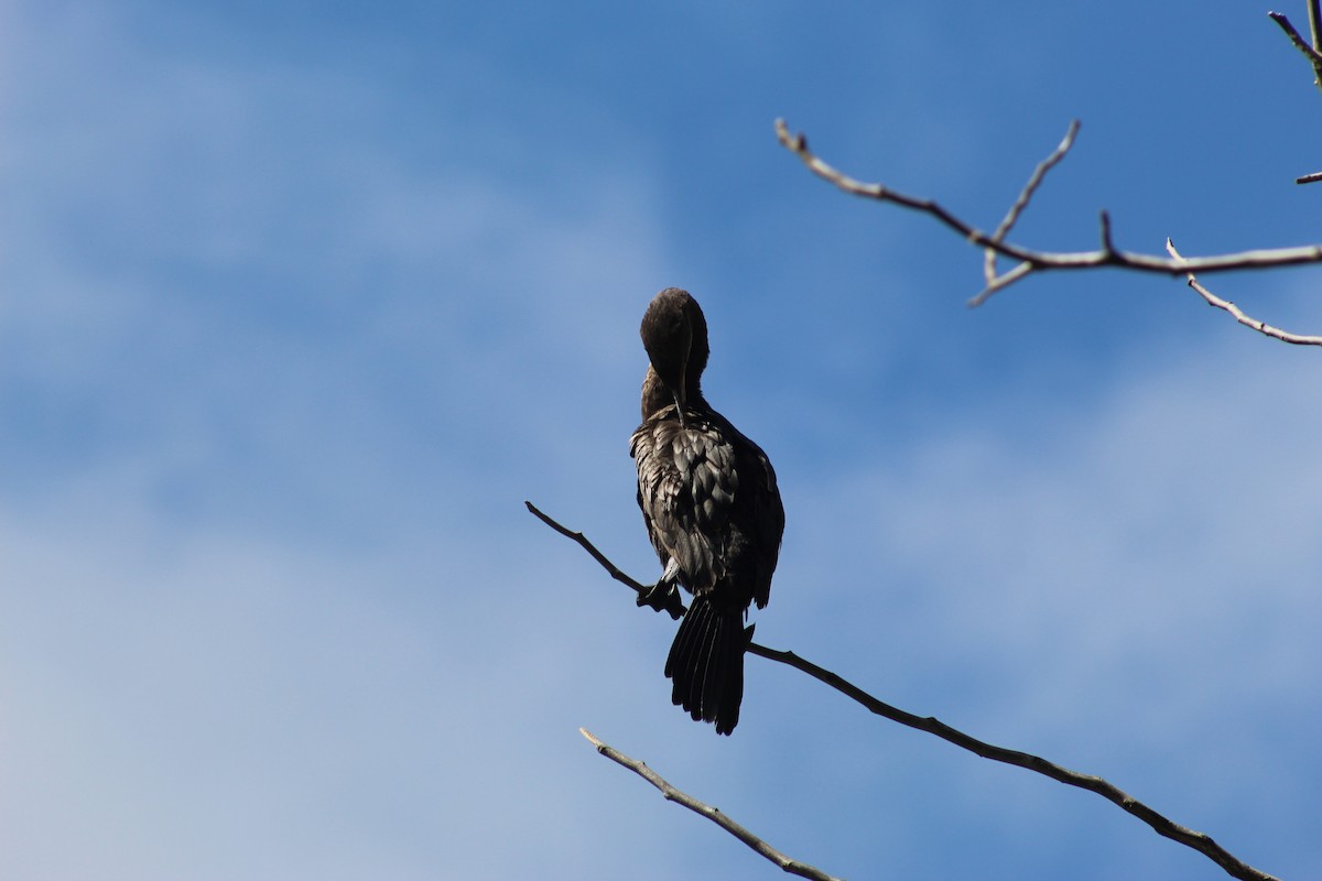 Neotropic Cormorant - ML641908935