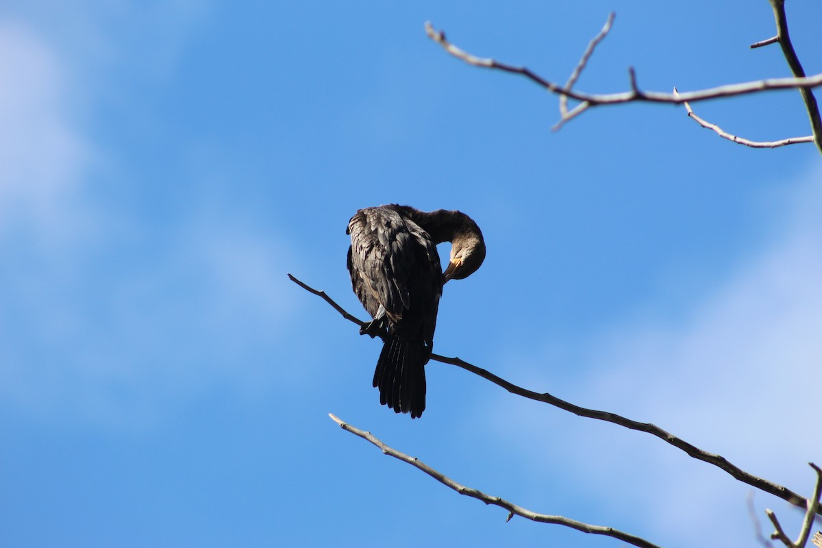Neotropic Cormorant - ML641908937