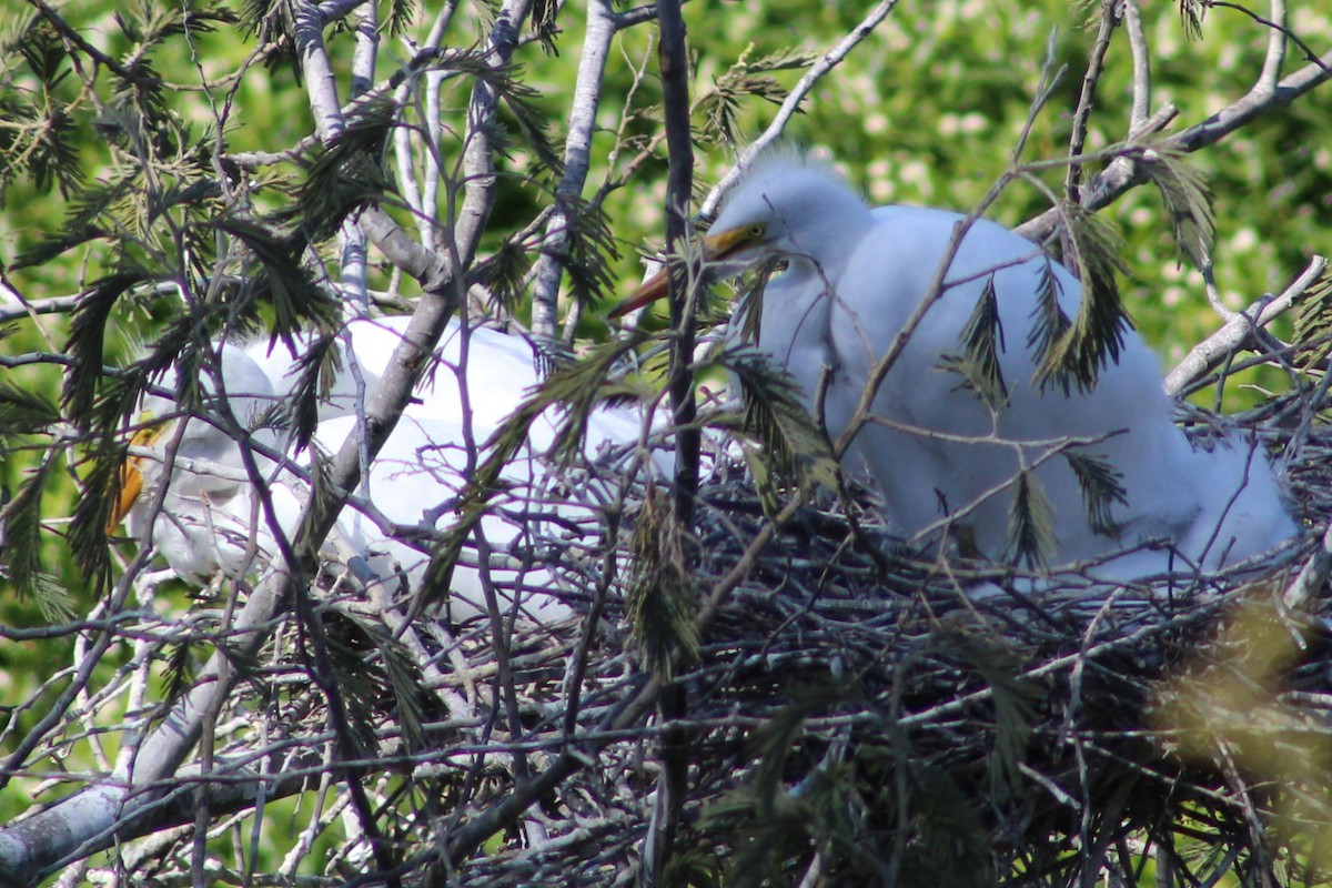 Great Egret - ML641908942