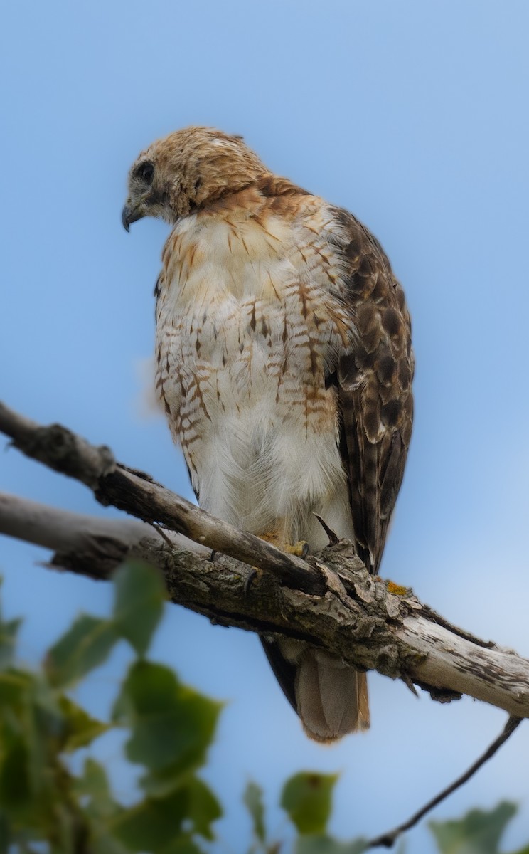 Red-tailed Hawk - ML641908943