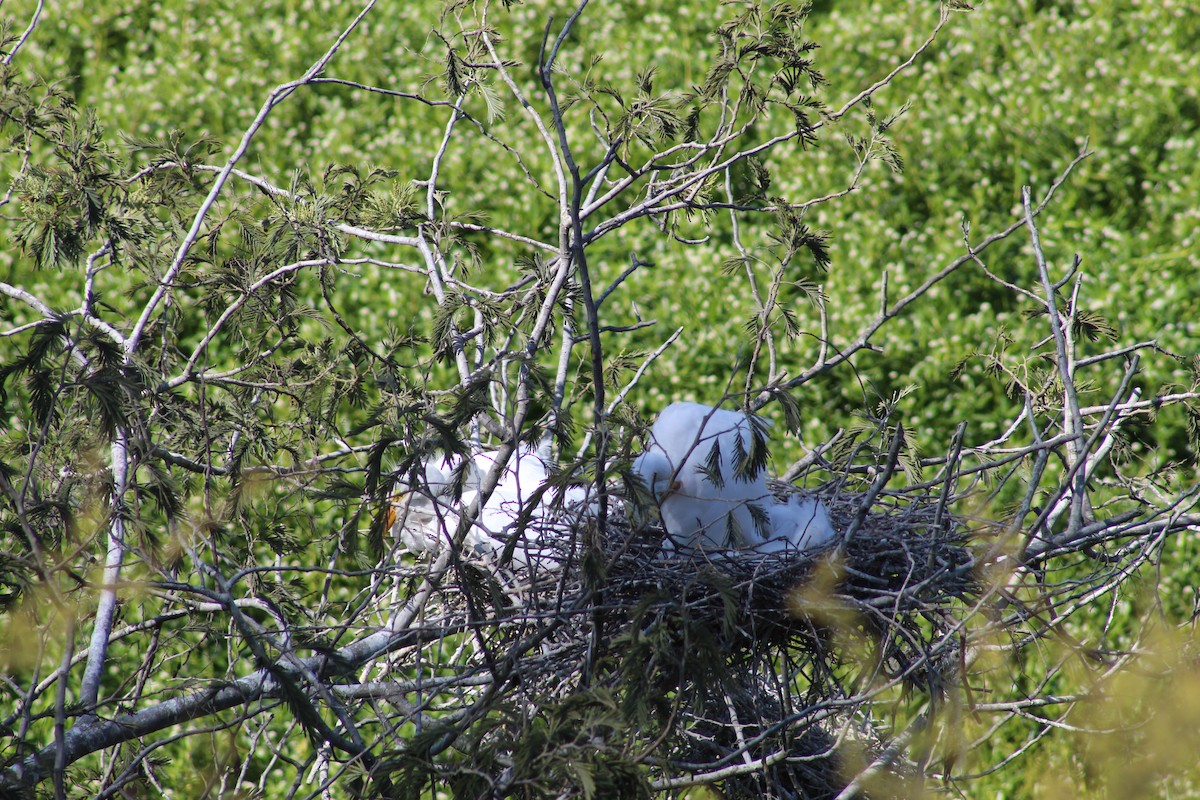 Great Egret - ML641908944