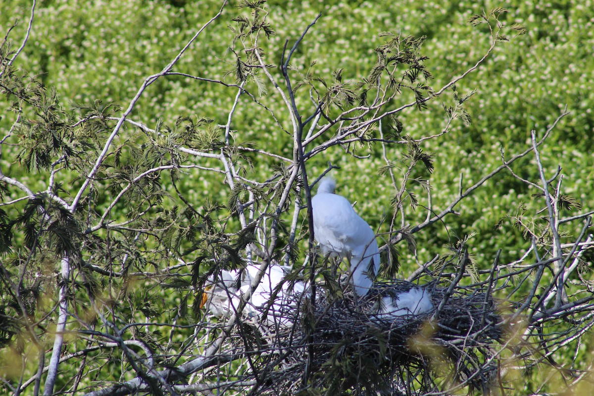 Great Egret - ML641908945