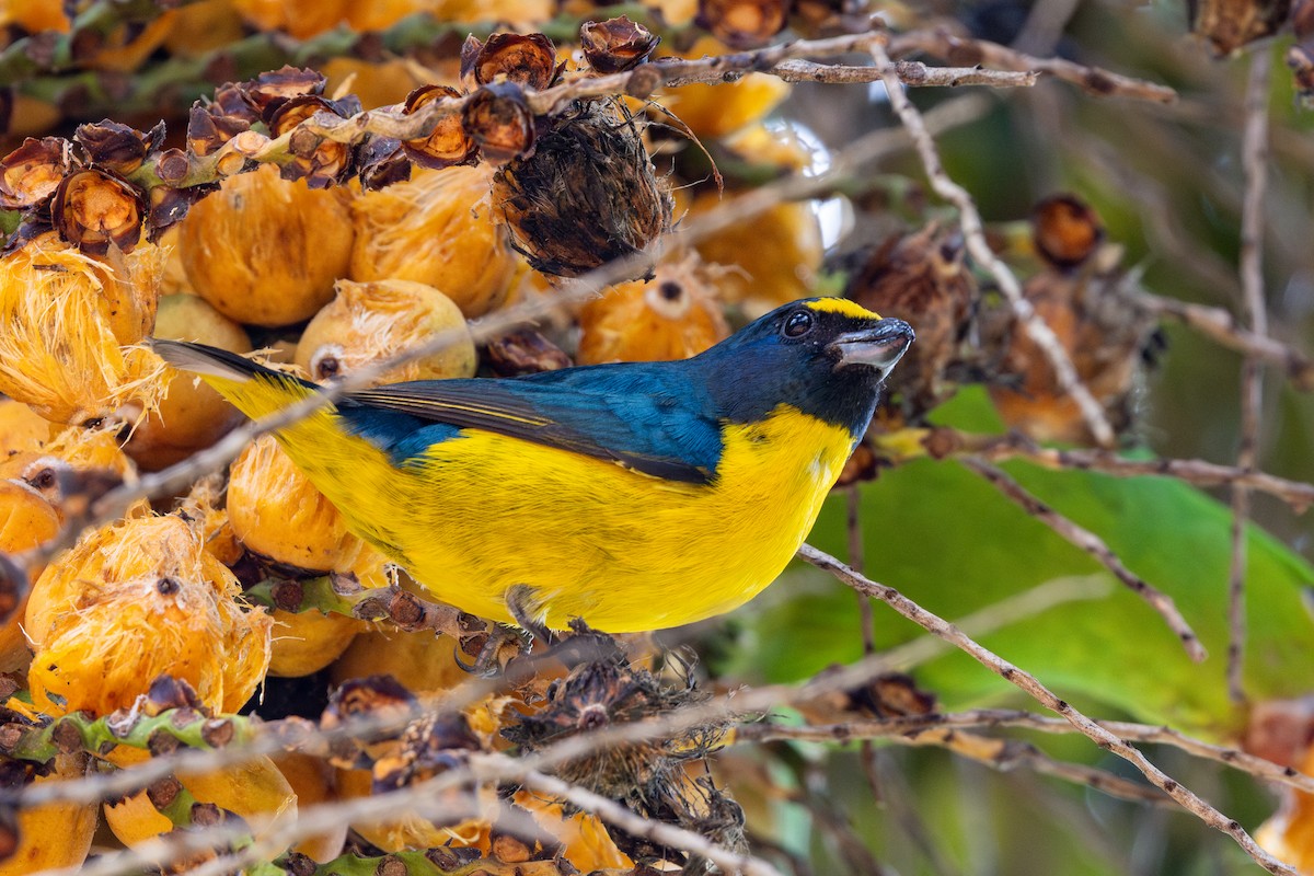 Green-throated Euphonia - ML641908960