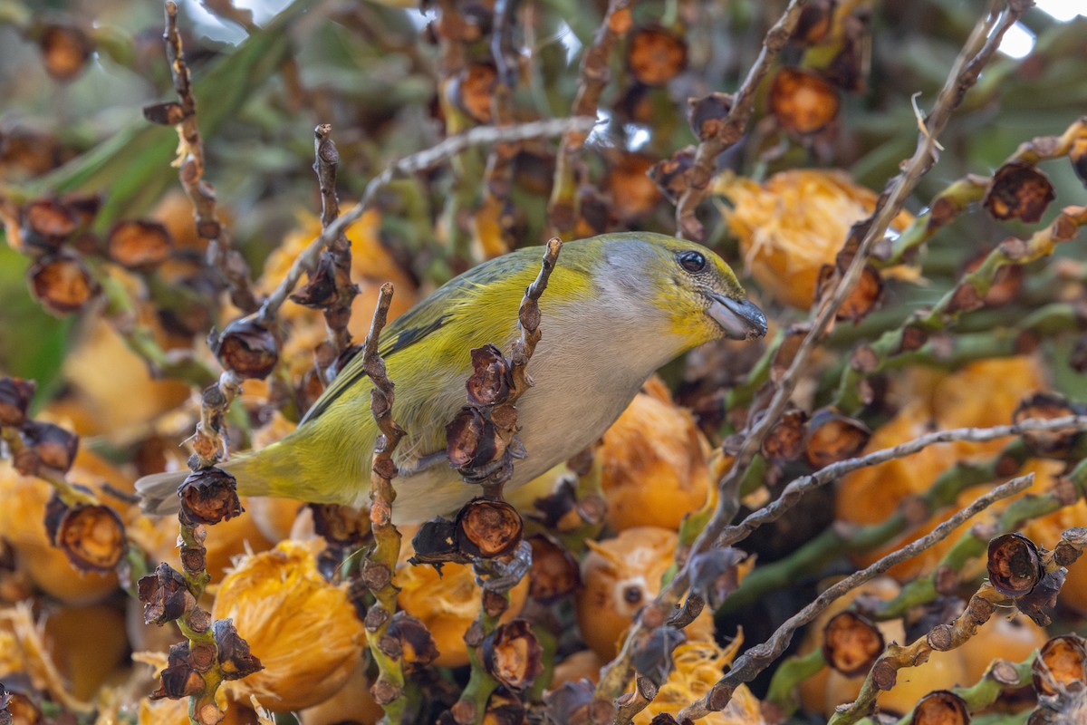 Green-throated Euphonia - ML641908961