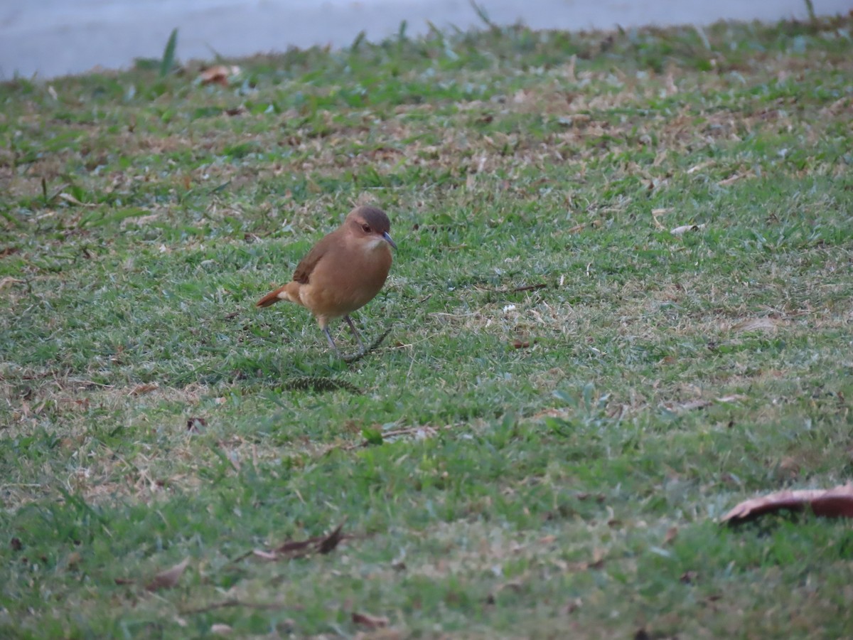 Rufous Hornero - ML641908965