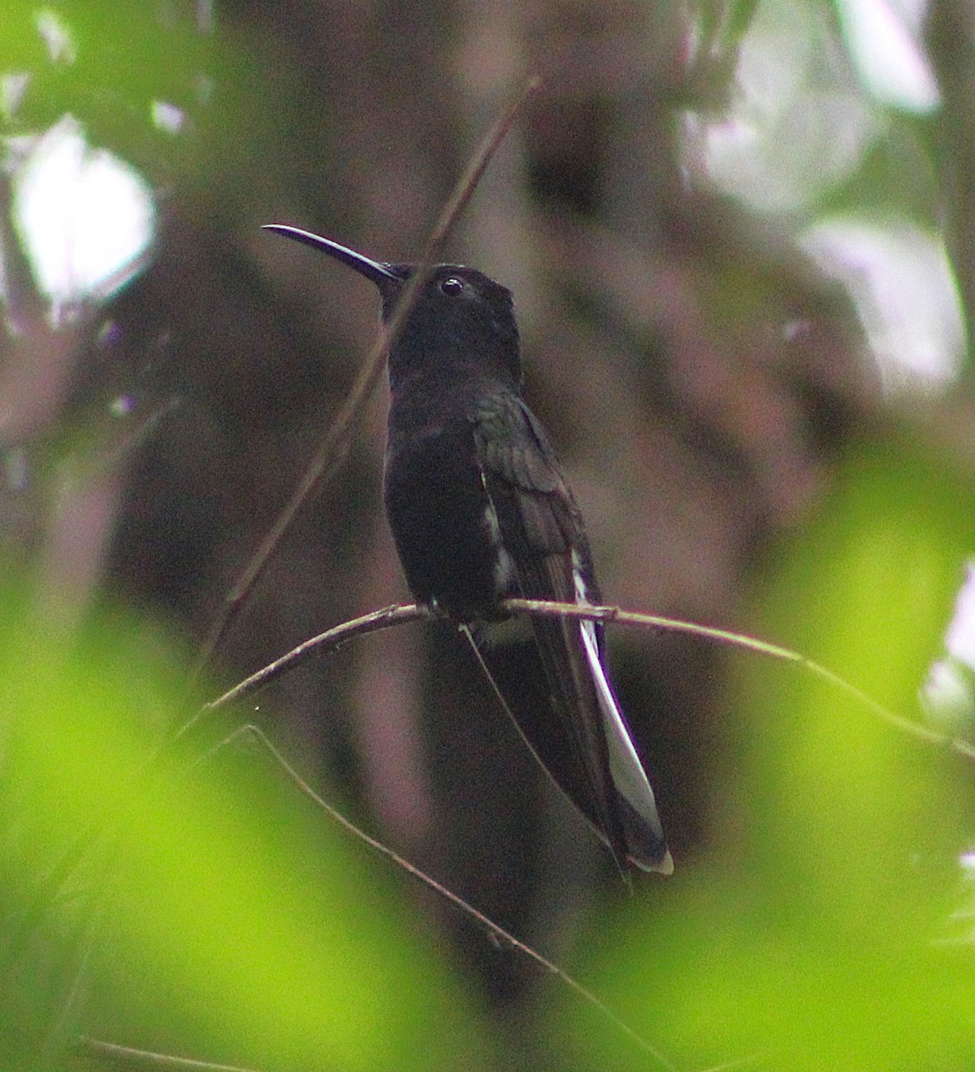 Black Jacobin - ML641908968