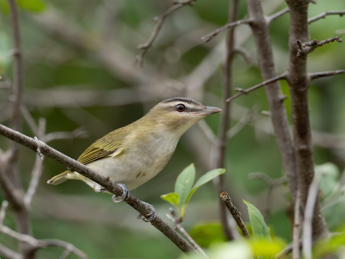 Vireo occhirossi - ML641908971