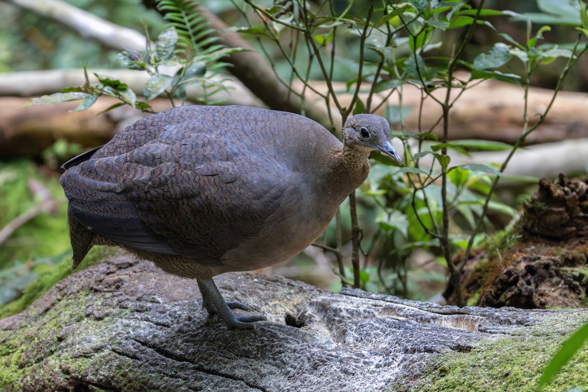 Solitary Tinamou - ML641908974
