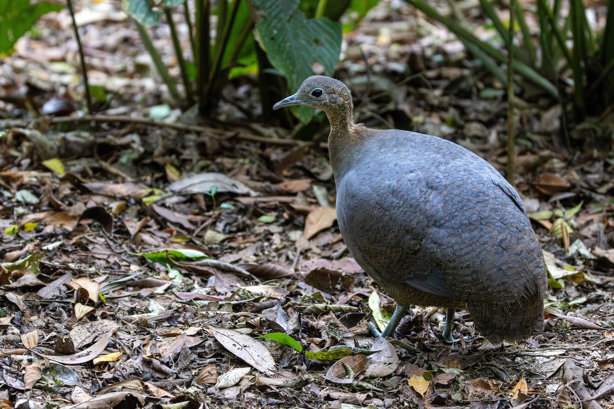 Solitary Tinamou - ML641908975