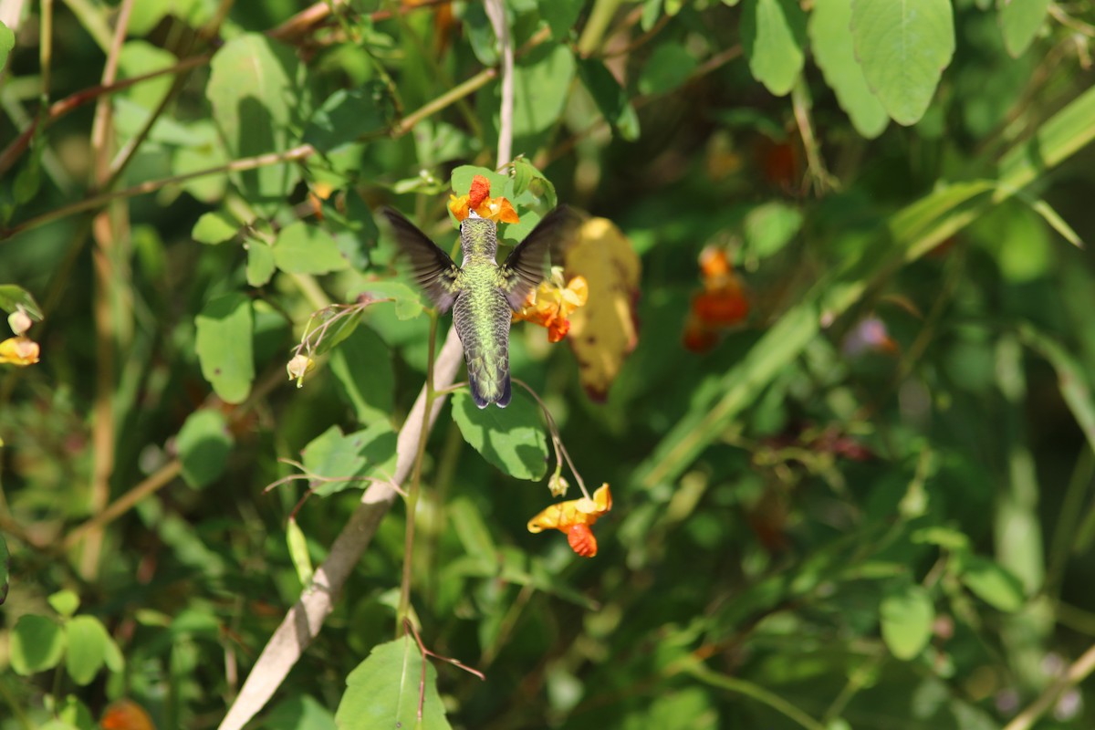 Ruby-throated Hummingbird - ML641908979