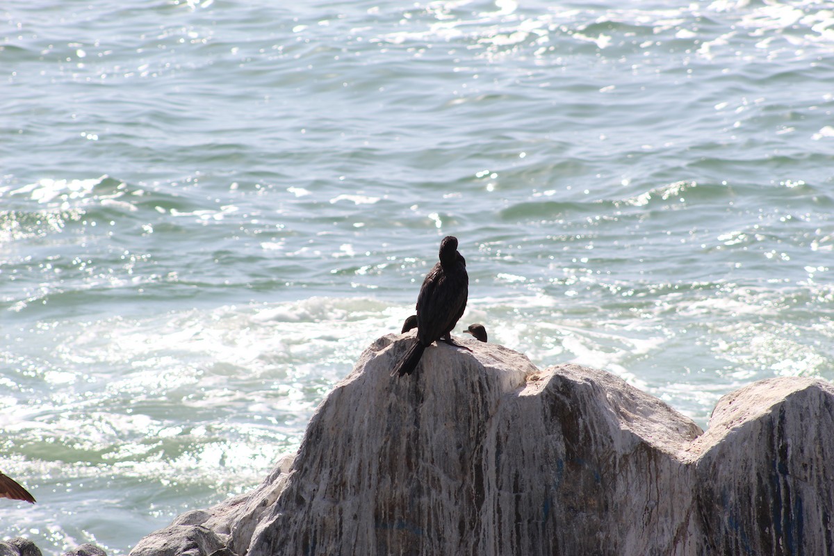 Neotropic Cormorant - ML641908981