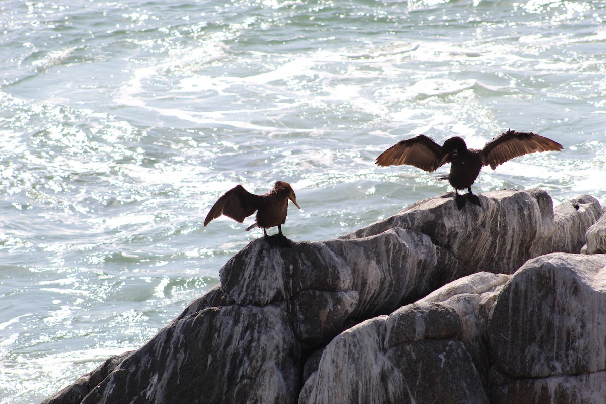 Neotropic Cormorant - ML641908982