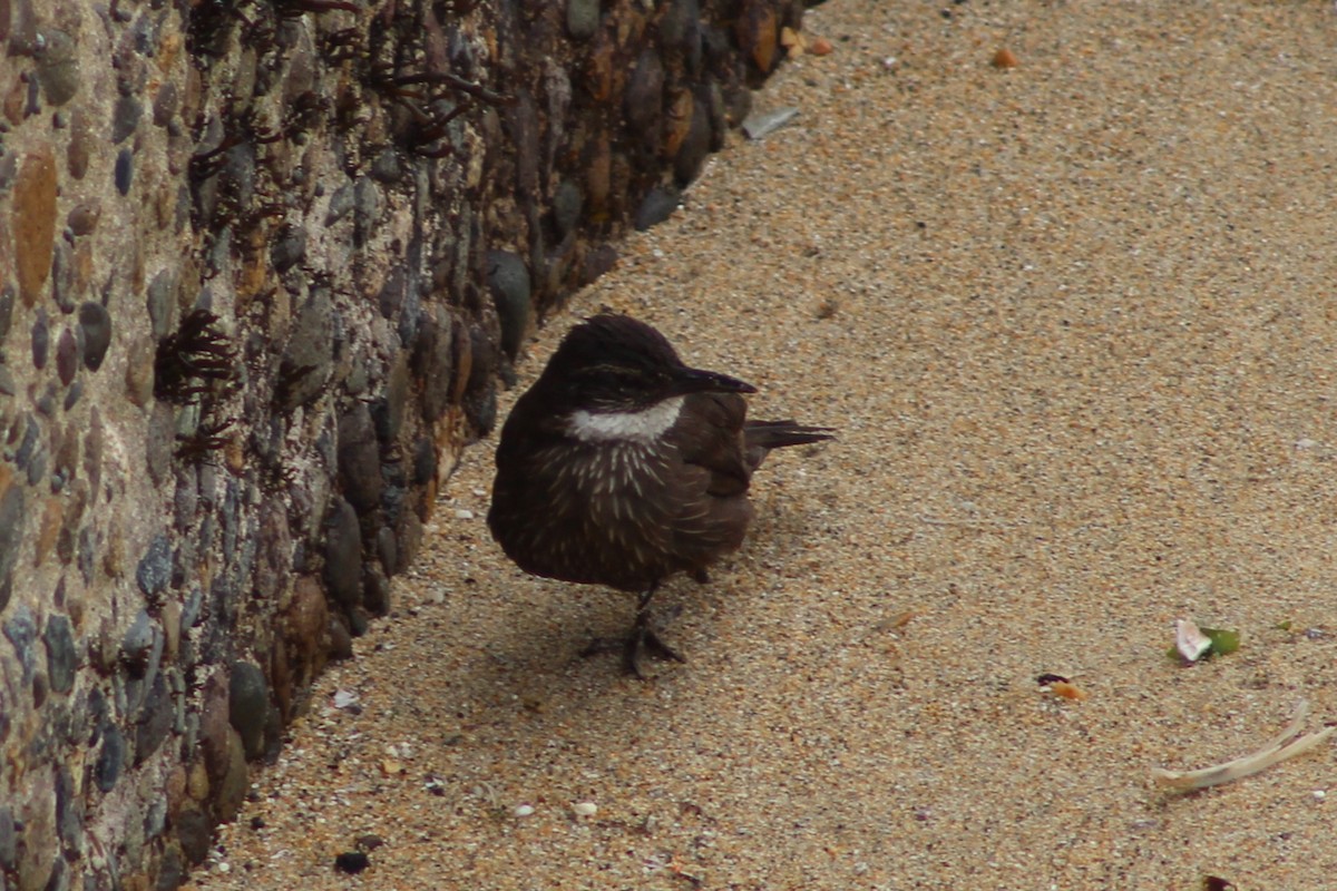 Seaside Cinclodes - ML641908984