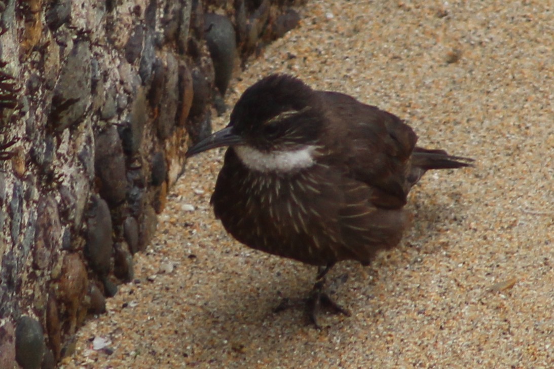 Seaside Cinclodes - ML641908985