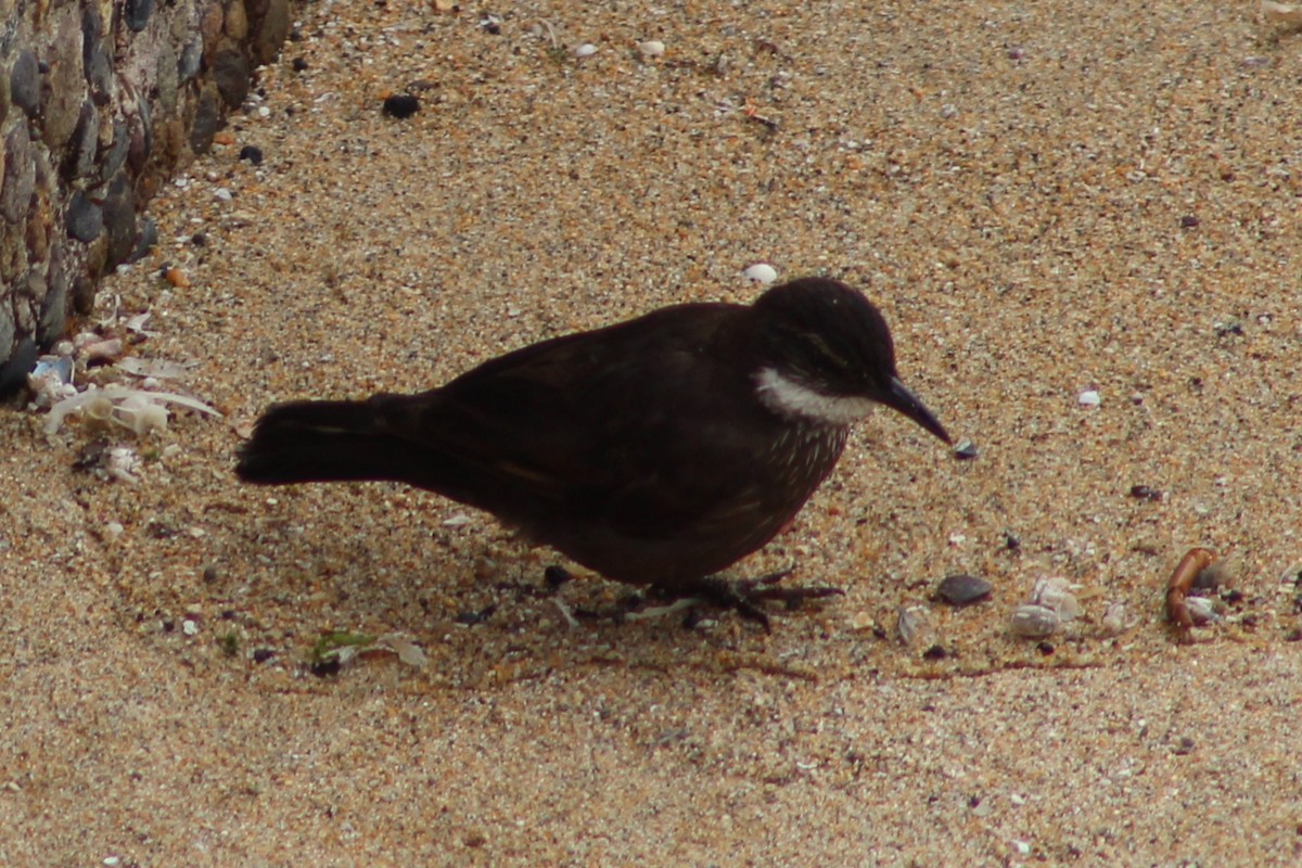 Seaside Cinclodes - ML641908986