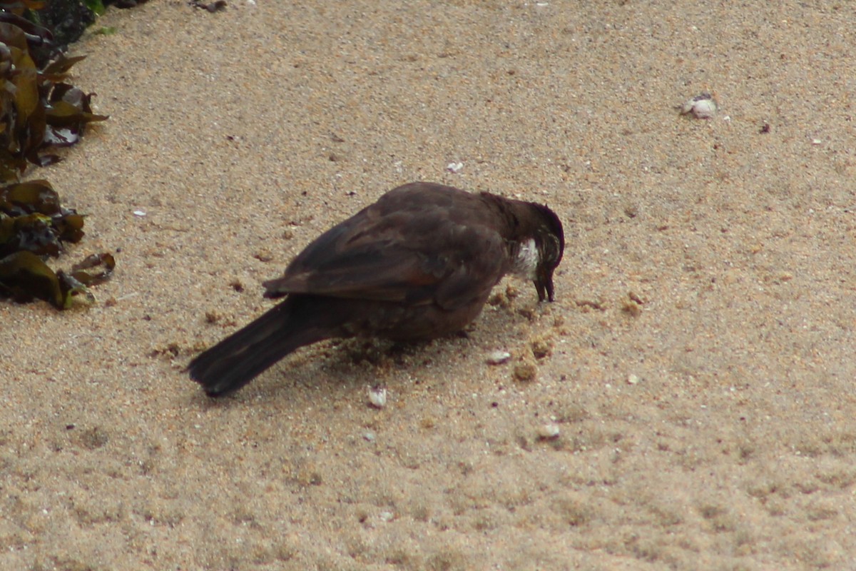 Seaside Cinclodes - ML641908987