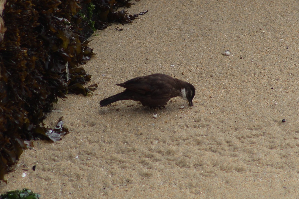 Seaside Cinclodes - ML641908988
