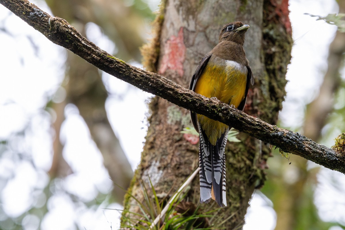 Atlantic Black-throated Trogon - ML641908995