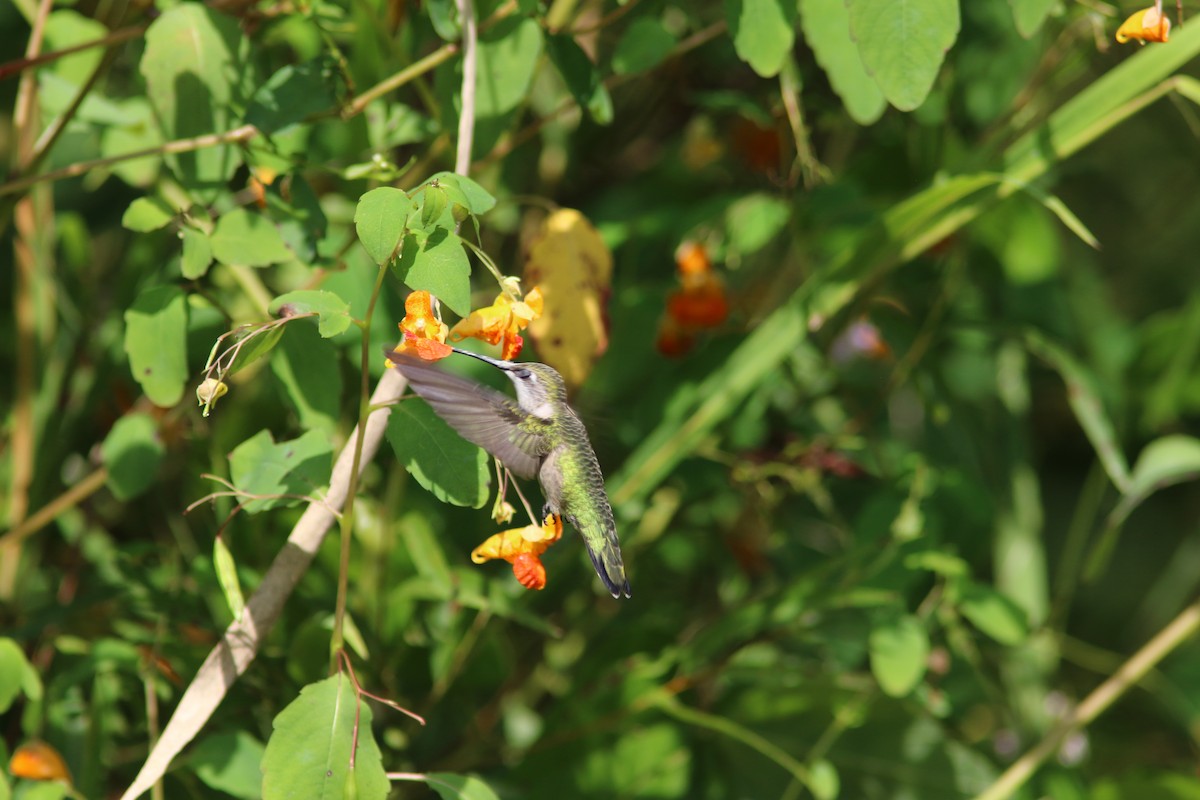 Ruby-throated Hummingbird - ML641908999