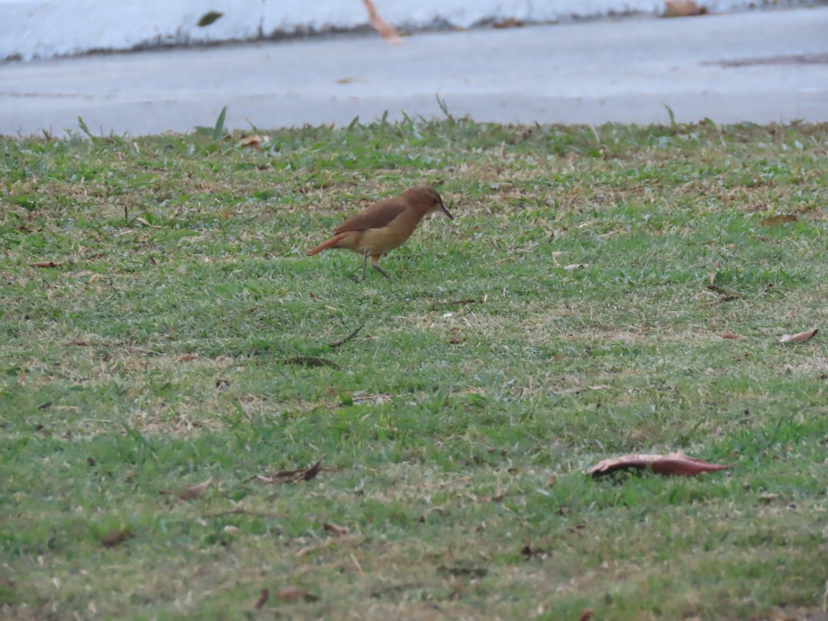 Rufous Hornero - ML641909003