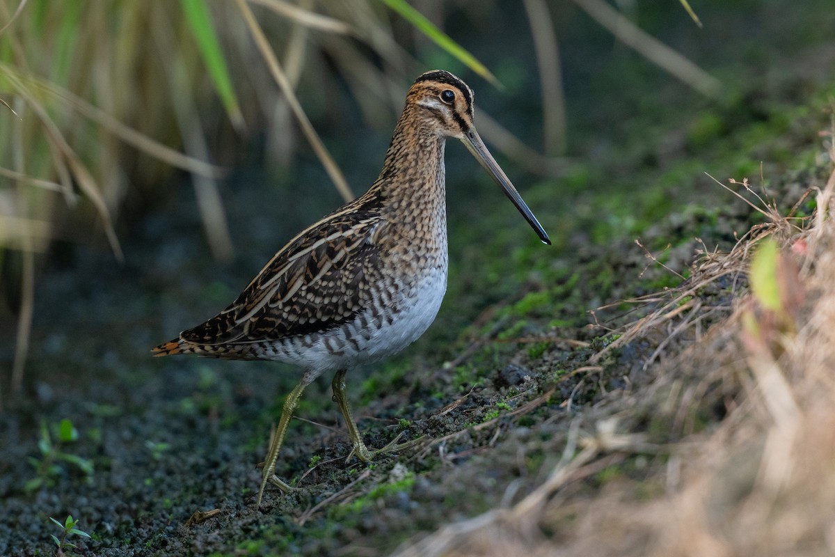 Common Snipe - ML641909004
