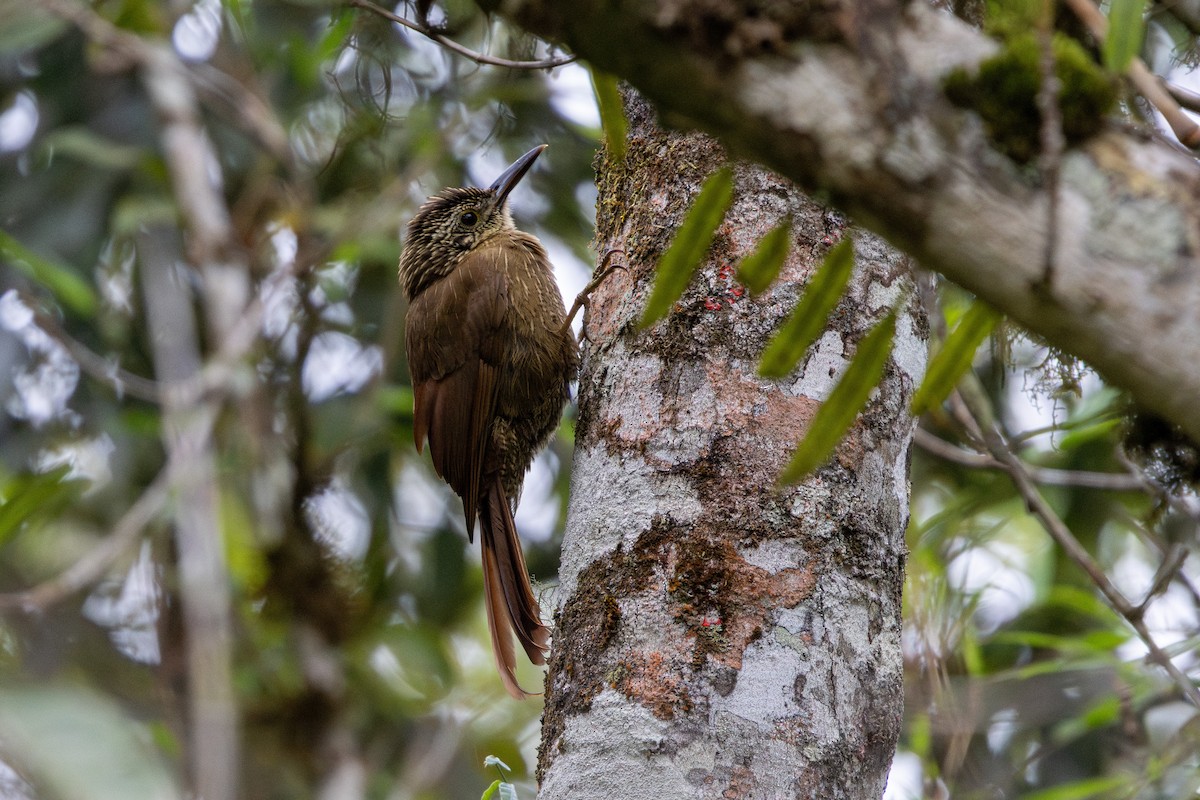 Planalto Woodcreeper - ML641909005