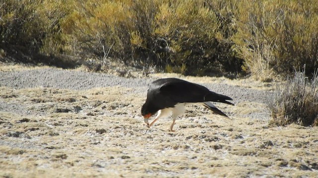 Caracara montagnard - ML641909014