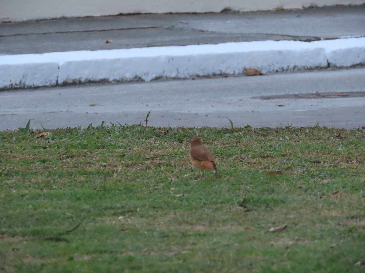 Rufous Hornero - ML641909023
