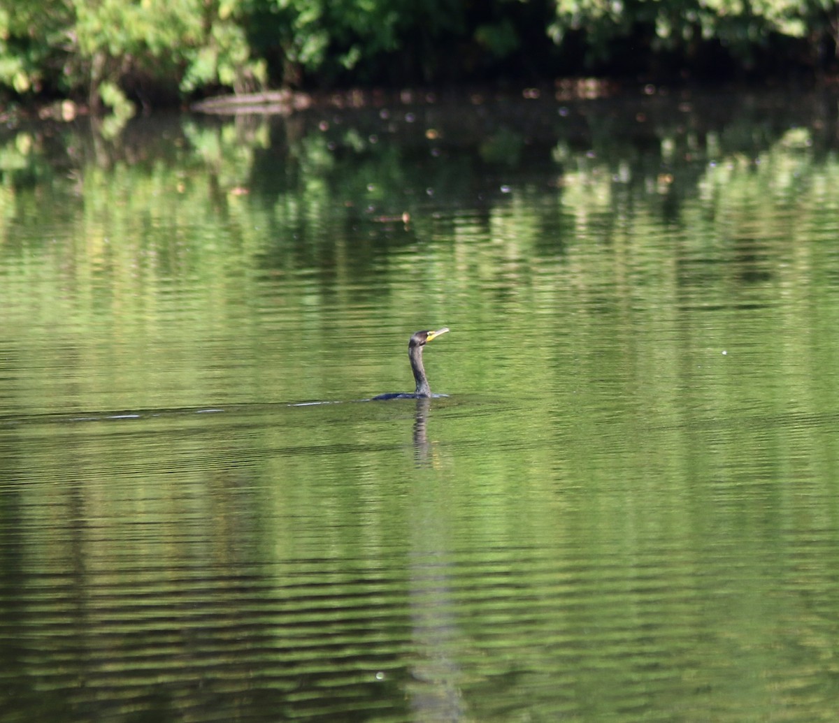 Double-crested Cormorant - ML641909025