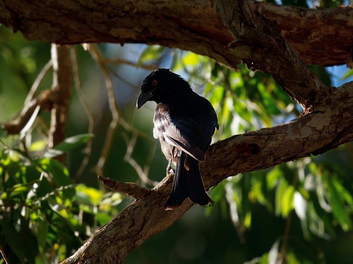 Spangled Drongo - ML641909034