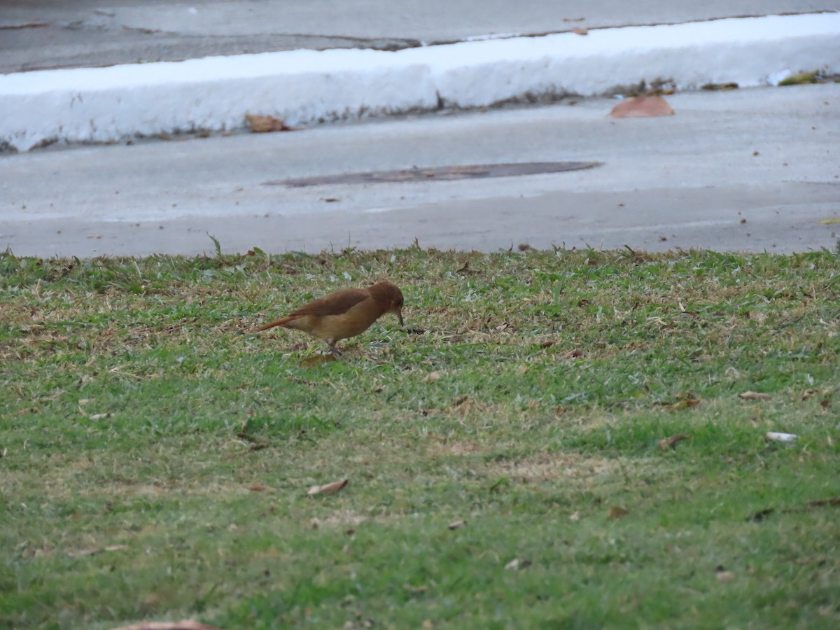 Rufous Hornero - ML641909036