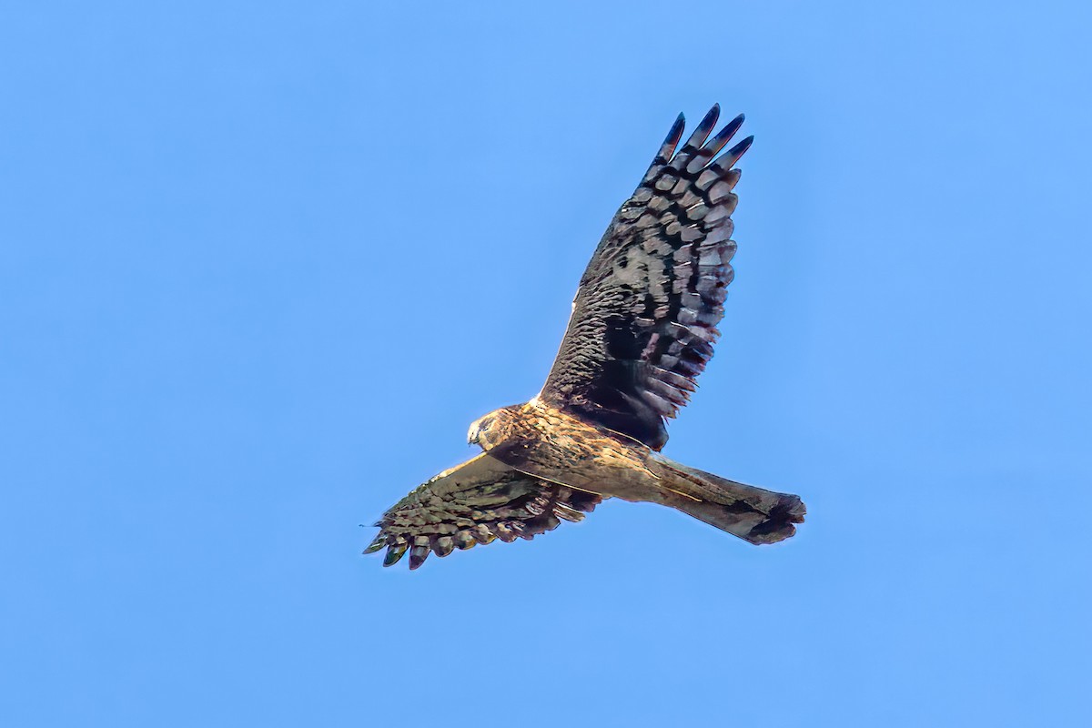Northern Harrier - ML641909041