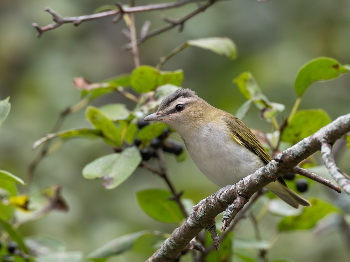 Vireo occhirossi - ML641909047