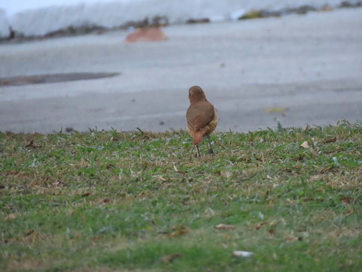 Rufous Hornero - ML641909048