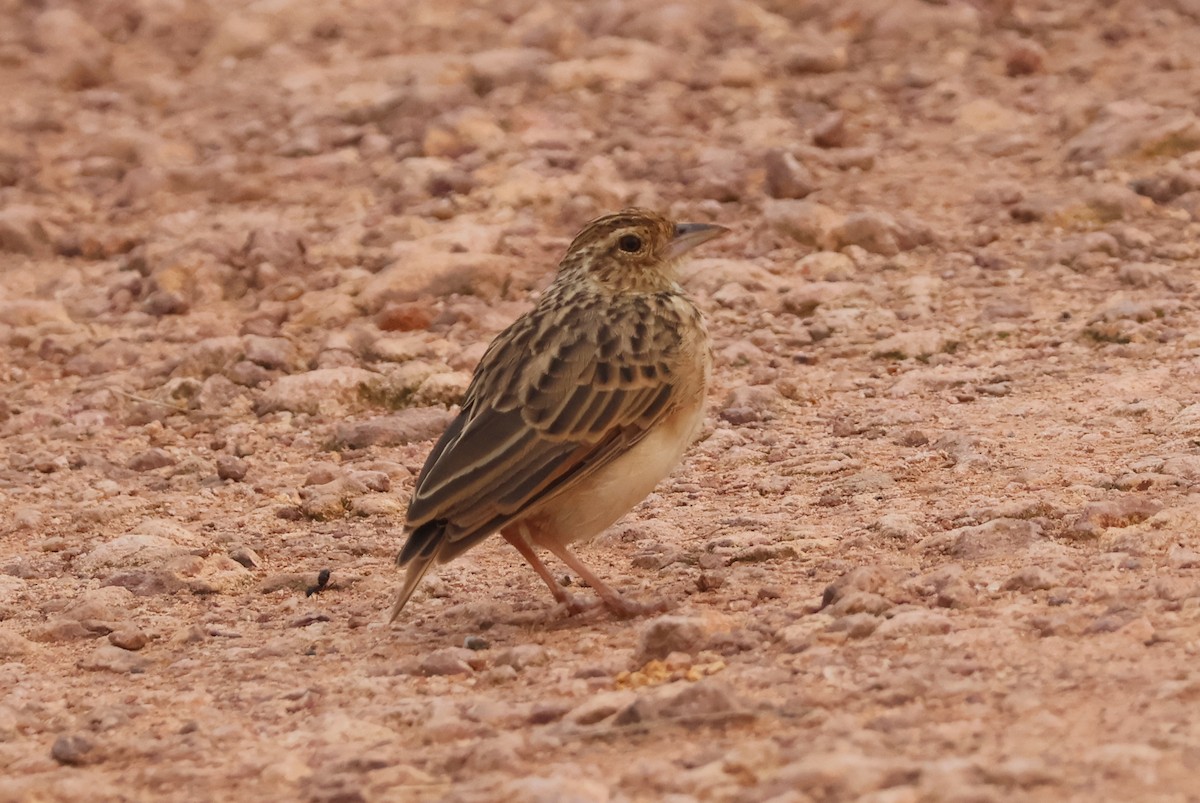 Jerdon's Bushlark - ML641909054