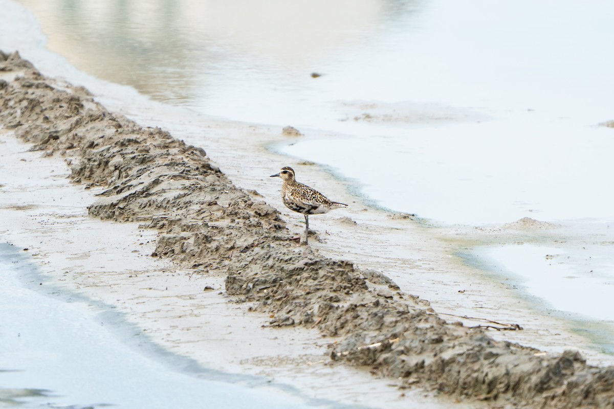 Pacific Golden-Plover - ML641909062