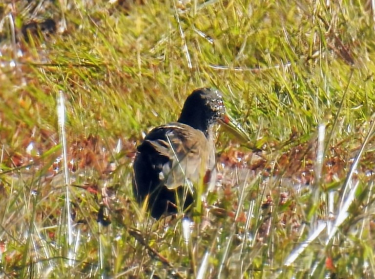Plumbeous Rail - ML641909068
