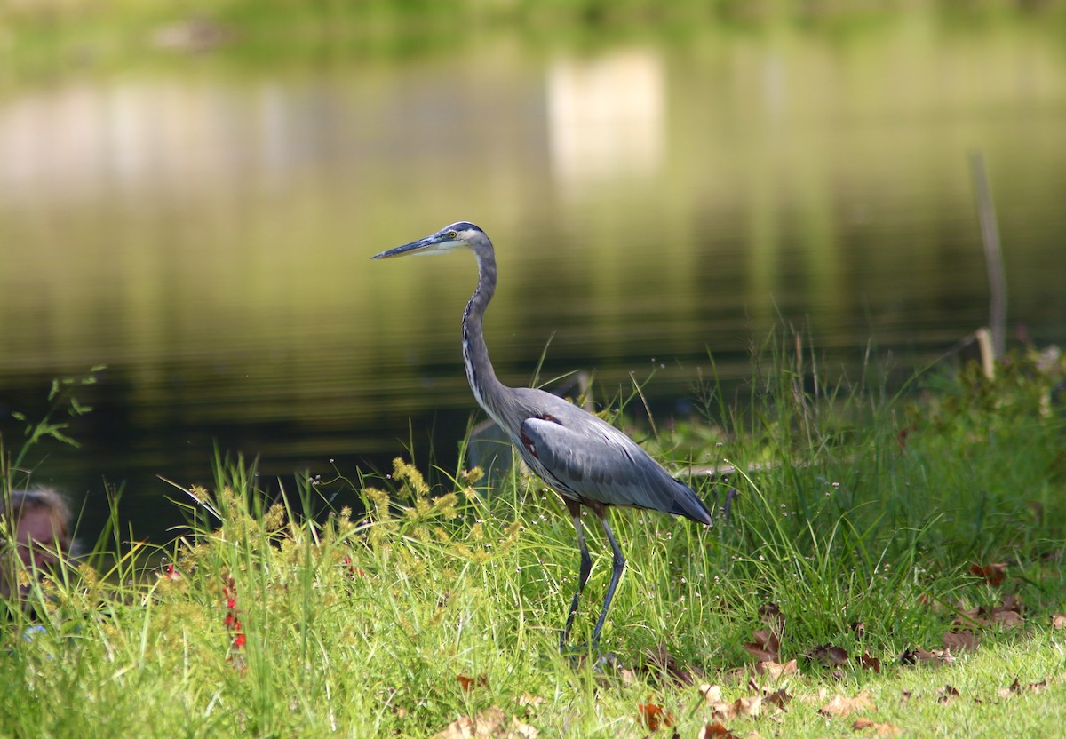 Great Blue Heron - ML641909073